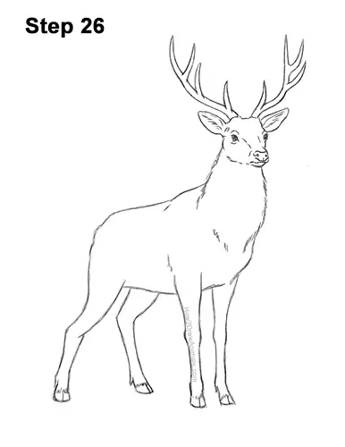 How to Draw Noble Deer Antlers Majestic Buck Stag 26