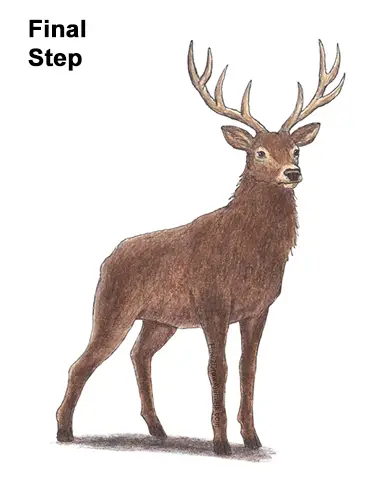 How to Draw Noble Deer Antlers Majestic Buck Stag Color