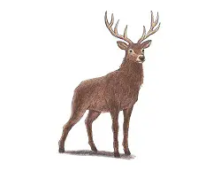 How to Draw a Noble Deer Buck Color
