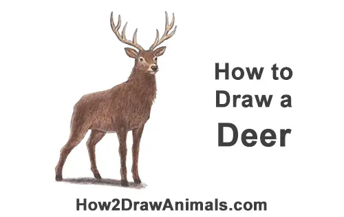 How to Draw Noble Deer Antlers Standing Majestic Buck Stag Color