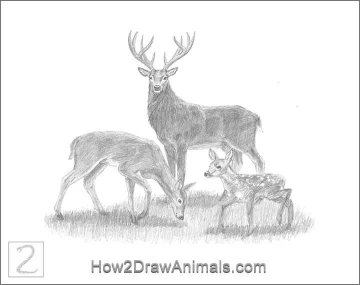 Special Deer Family Drawing