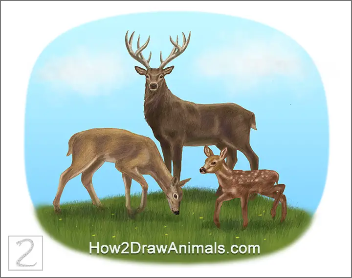 Special Deer Family Drawing Color