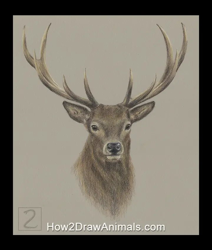 Deer Buck Portrait Drawing