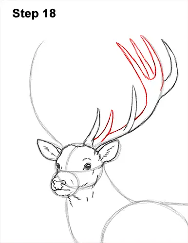 How to Draw a Red Deer Buck Stag Antlers 18