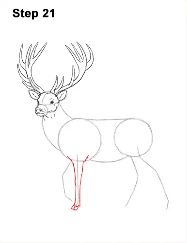 How to Draw a Red Deer Buck Stag Antlers 21