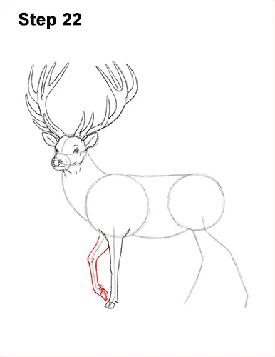 How to Draw a Red Deer Buck Stag Antlers 22