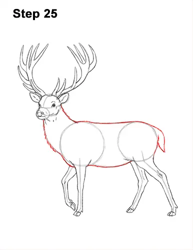 How to Draw a Red Deer Buck Stag Antlers 25