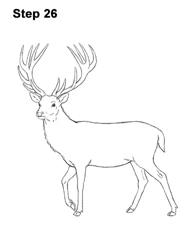 How to Draw a Red Deer Buck Stag Antlers 26