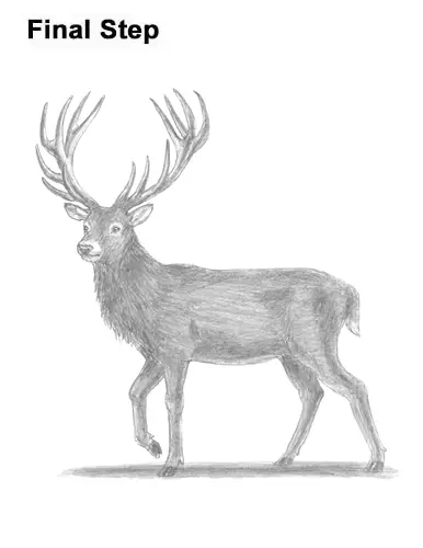 How to Draw a Red Deer Buck Stag Antlers Christmas