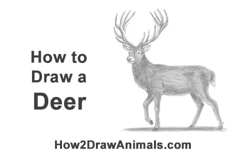 How to Draw a Red Deer Buck Stag Antlers Christmas