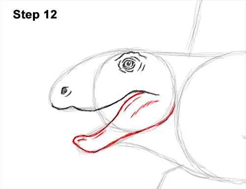 How to Draw a Dimetrodon Dinosaur Sail Spine 12