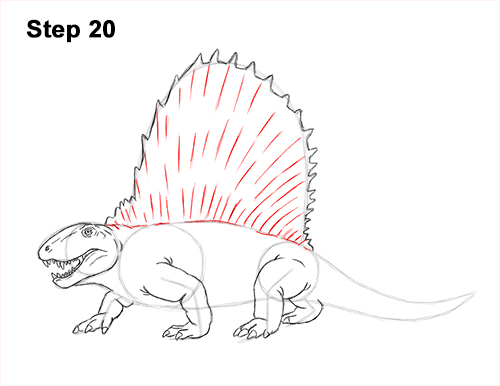 How to Draw a Dimetrodon Dinosaur Sail Spine 20