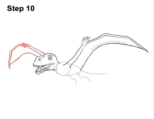 How to Draw a Dimorphodon Flying Dinosaur Pterosaur 10