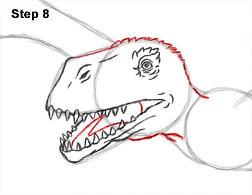 How to Draw a Dimorphodon Flying Dinosaur Pterosaur 8