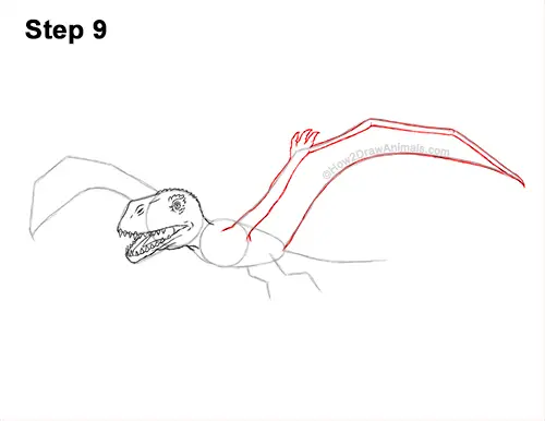 How to Draw a Dimorphodon Flying Dinosaur Pterosaur 9