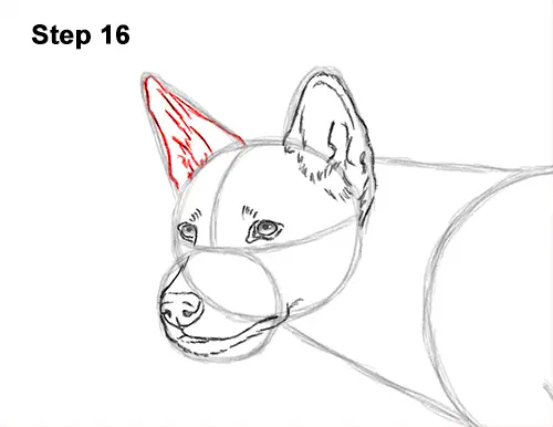 How to Draw a Side Dingo Dog Walking Australia 16