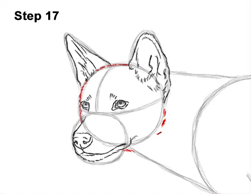 How to Draw a Side Dingo Dog Walking Australia 17