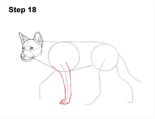 How to Draw a Side Dingo Dog Walking Australia 18