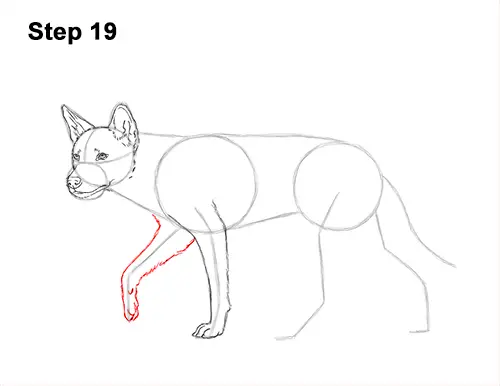 How to Draw a Side Dingo Dog Walking Australia 19