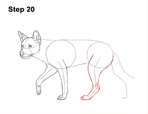 How to Draw a Side Dingo Dog Walking Australia 20