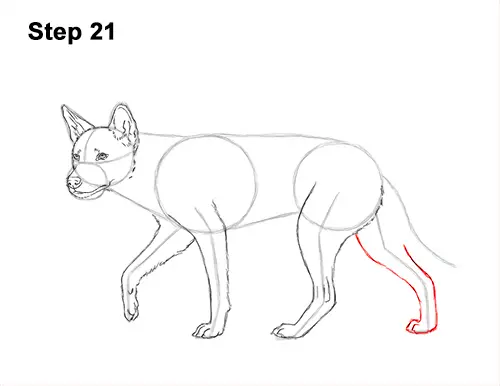 How to Draw a Side Dingo Dog Walking Australia 21