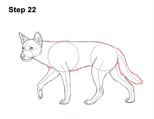 How to Draw a Side Dingo Dog Walking Australia 22