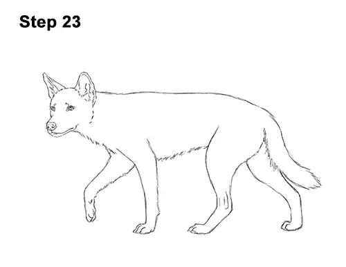 How to Draw a Side Dingo Dog Walking Australia 23