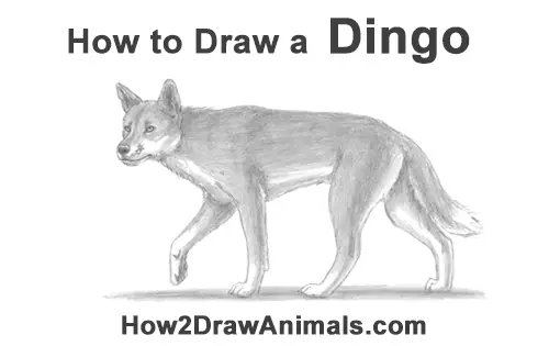How to Draw a Side Dingo Dog Walking Australia