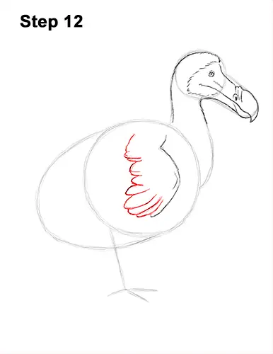 Draw Dodo Bird 12