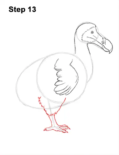 Draw Dodo Bird 13