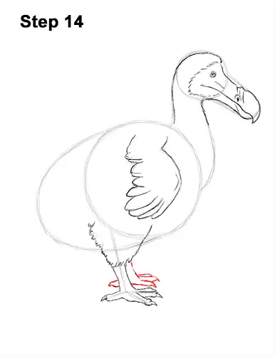 Draw Dodo Bird 14