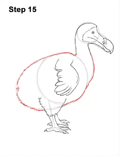 Draw Dodo Bird 15