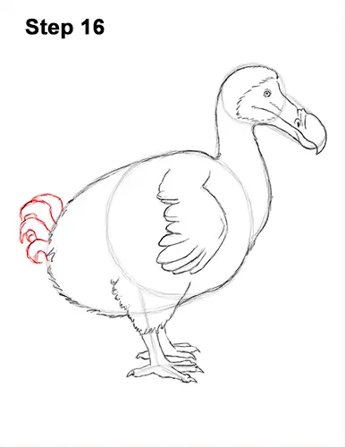 Draw Dodo Bird 16