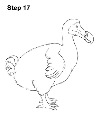 Draw Dodo Bird 17