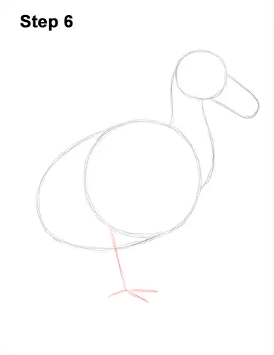 Draw Dodo Bird 6