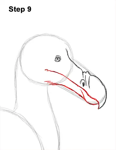 Draw Dodo Bird 9
