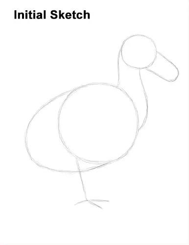 Draw Dodo Bird Initial Sketch