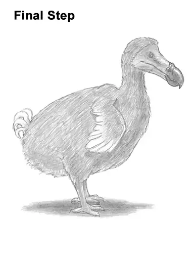 Draw Dodo Bird