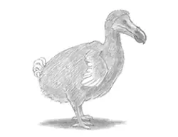 How to Draw a Dodo
