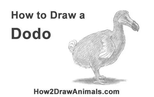 How to Draw a Dodo Bird