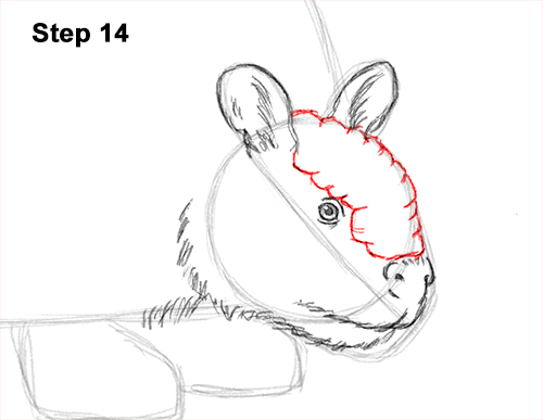 How to Draw a Doedicurus Glyptodon 14