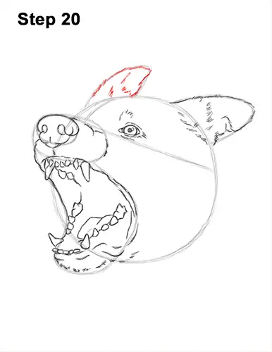 How to Draw Angry German Shepherd Dog Barking Head Detail 20
