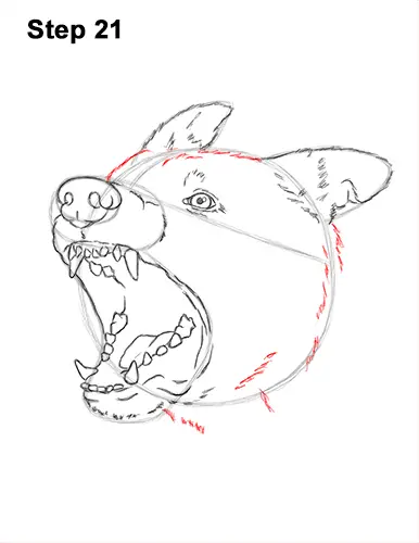 How to Draw Angry German Shepherd Dog Barking Head Detail 21