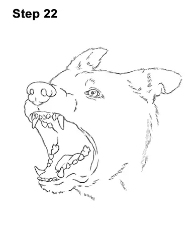 How to Draw Angry German Shepherd Dog Barking Head Detail 22