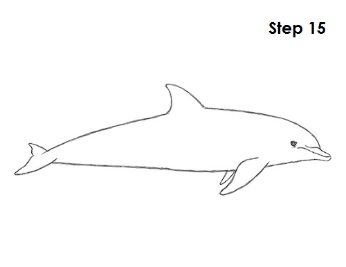 Draw Dolphin 15