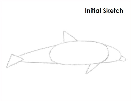 Draw Dolphin Sketch