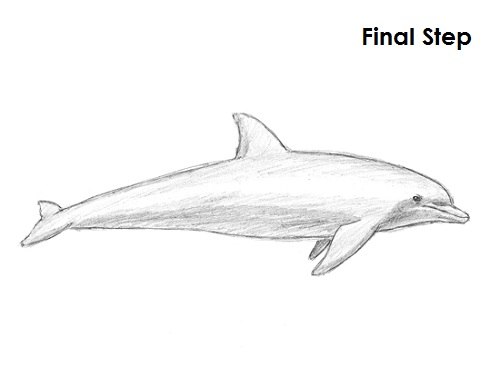 Draw Dolphin Final