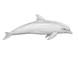 How to Draw a Bottlenose Dolphin Side View