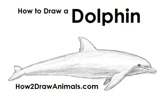 how to draw dolphin