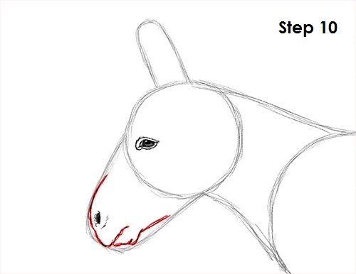 Draw Donkey 10